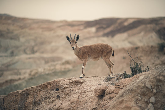 Kozica Bilder Durchsuchen 374 Archivfotos, und Videos