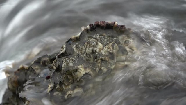 Seepocken, Balanidae, Miesmuschelbank, Wattenmeer