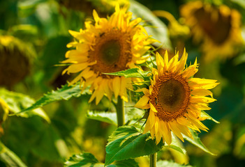 Sunflower and bees in the garden