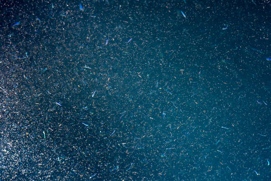 krill macro detail at night