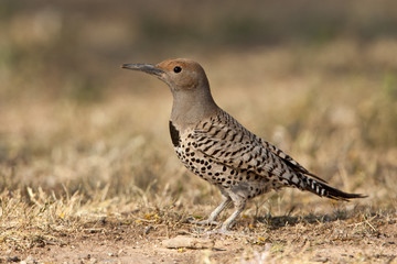 Gilded Flicker female on ground taken in Tuscon AZ in the wild