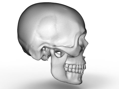 3D render - side view of a human skull