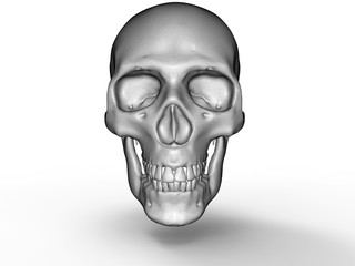 3D render - detailed skull model