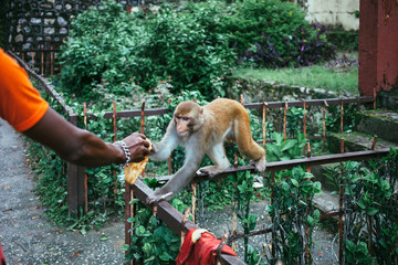 indian monkey takes bread from man