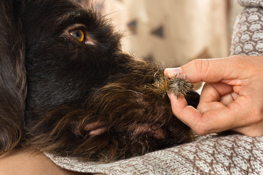 woman pulls a thorn out of the dog fur