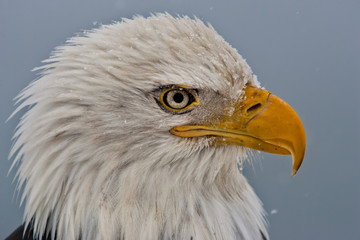 Bald Eagle head taken in Homer Alaska