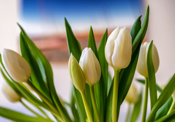 Close-Up Of Tulips Blooming Indoor
