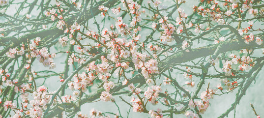 Wallpaper with cherry blossom branch in japanese garden in springtime