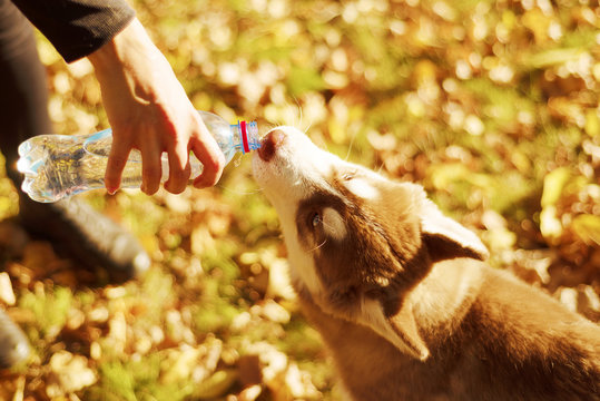portrait of redheaded hussy puppy. the dog drinks water from plastic bottle.