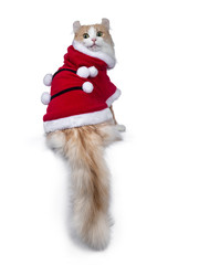 Fototapeta na wymiar Adorable sweet red with white American curl cat sitting backwards with tail hanging down from wearing Santa suite, looking at camera with mesmerizing green / yellow eyes. Isolated on white background.