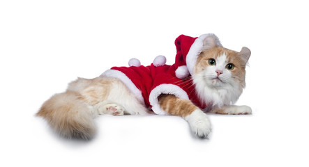 Adorable sweet red with white American curl cat laying down side ways wearing Santa suite, looking at camera with mesmerizing green / yellow eyes. Isolated on white background.