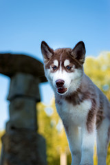 portrait of beautiful dog.
