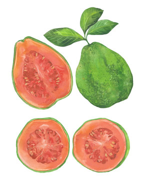 watercolor guava set