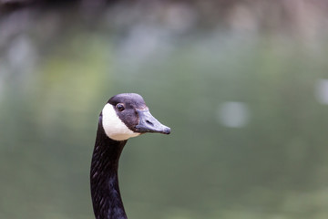 Portrait of canadian goose