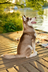 training red puppy of husky.