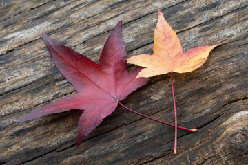 foliage © Albyphoto