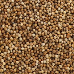 Seeds of coriander plant