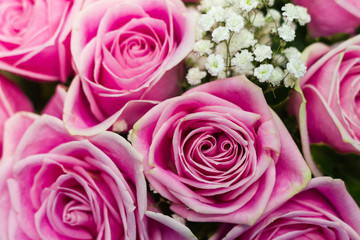 Pink roses flowers. Use to be element for background or wallpaper in Valentine celebrate or love of day