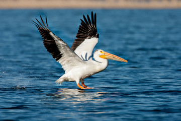 Fototapeta na wymiar American White Pelican taking off from water, taken in southern MN