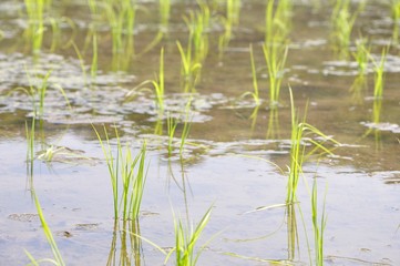 田植えの季節