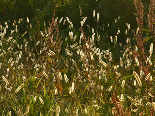 Wiese an einem herbstlichen Morgen mit aufgehender Sonne