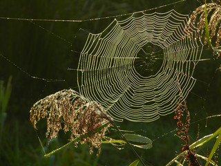 Spinnennetz bei Sonnenaufgang mit Tau benetzt
