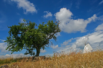 Baum mit Tipi