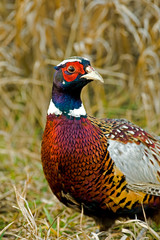 Ring-necked Pheasant, Phasianus colchicus
