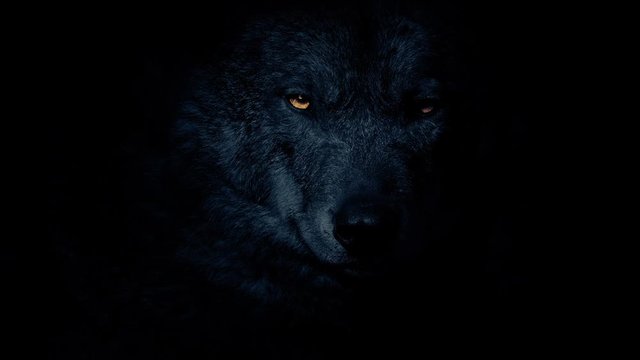 Wolf In The Dark With Fiery Eyes