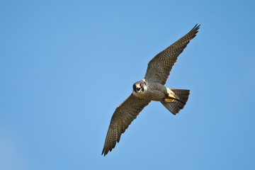 Peregrine Falcon in flight taken in northern MN in the wild