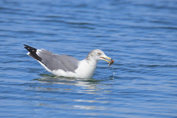ウミネコ　成鳥　Black-tailed gull