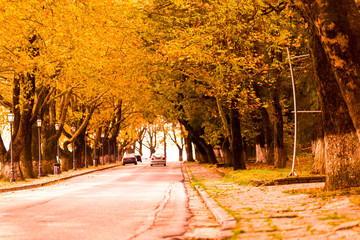 autumn leaves yellow color enviroment  nature backgournd