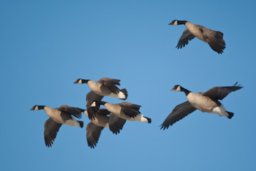 Canada Goose flight taken in southern MN in the wild