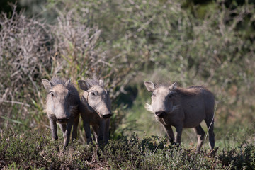 Warzenschweine Familie in Südafrika