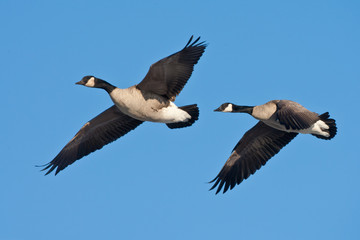 Canada Goose flight taken in southern MN in the wild