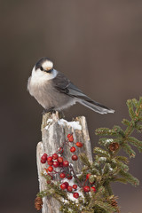 Gray Jay on stump with snow and berries taken in northern Minnesota in the wild