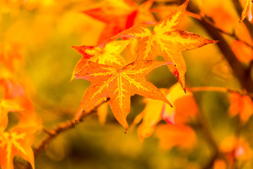 autumn leaves yellow color enviroment  nature backgournd