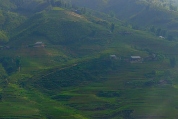 lush green rice fields in sapa vietnam