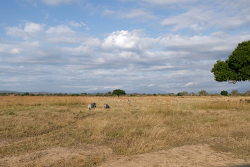 Obraz premium herd of zebras in natural area Tanzania Africa