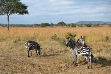 Obraz premium herd of zebras in natural area Tanzania Africa
