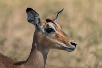 Impala