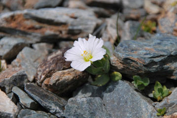 Cerastium lithospermifolium