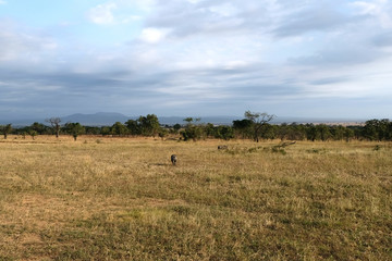 Fototapeta na wymiar wild boar walks across the field in its natural habitat Tanzania Africa