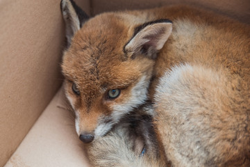 little red fox is in the box