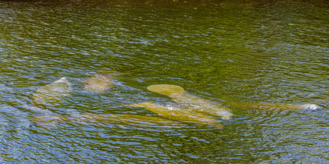Fototapeta premium Florida manatee (Trichechus manatus latirostris) swimming in Florida, USA.