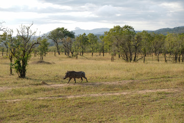 Fototapeta premium wild boar walks across the field in its natural habitat Tanzania Africa