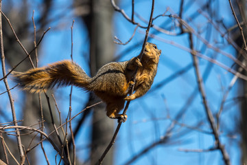 A fox squirrel (Sciurus niger) eating buds from tree in metropolitan Detroit, Michigan, USA.