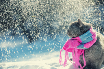 Portrait of a Blue British Shorthair cat wearing the knitted scarf. Cat sitting outdoors in the snow in winter during snowfall
