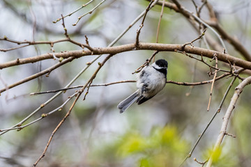 A Black-capped chickadee (Poecile atricapillus) hangs by one foot from a tree branch in Southeast Michigan, USA.