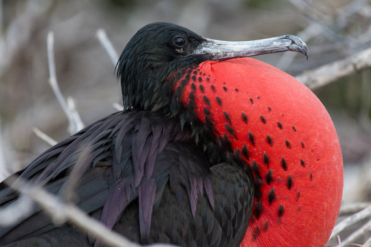 A male Magnificent Frigatebird (Fregata magnificens) on North Seymour Island in the Galapagos Island chain.